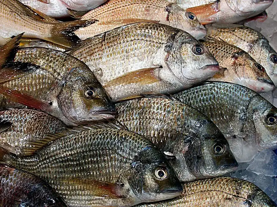 Pescado salvaje recién llegado de lonja